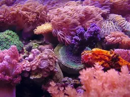 bluexenia1000750.webp