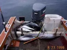 tuna.webp