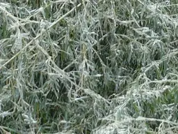 Ice Storm 1.webp