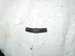 bent1.webp bent1.webp