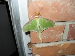NewCamera295.webp