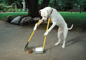 good_20dog.webp