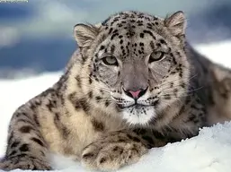 snow-leopard.webp