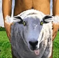 sheep_shagger1.webp