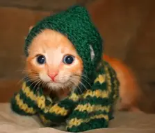 cat-in-a-hoodie.webp