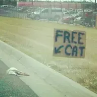 free cat.webp