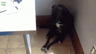 E173A3A3-2854-49B0-9B56-2144286EFAD5.gif