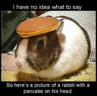 PancakeRabbit.webp