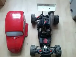 Fg Beetle 1.webp