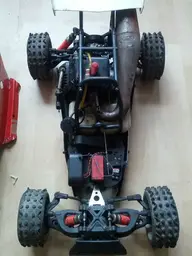 Fg beetle2.webp