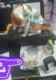 1574096163740.webp