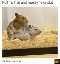 512-dirty-animal-25-pull-my-hair-funny-gerbil-sex-meme.webp 512-dirty-animal-25-pull-my-hair-funny-gerbil-sex-meme.webp