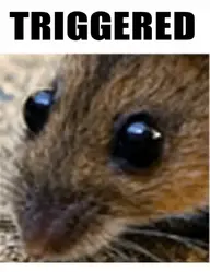 triggered-1657864.webp triggered-1657864.webp