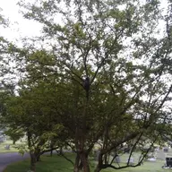 20190731_055335.jpg 20190731_055335.jpg
