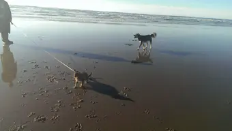 BeachKids.webp