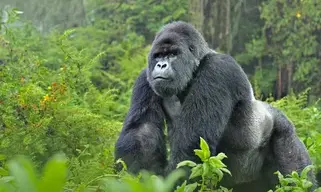Gorrilla1.webp