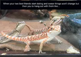 Friends.webp