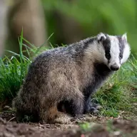 51b9387e3784ba06d5002943ca0e66f660-12-badger.rsquare.w700.webp