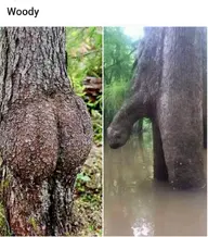 Woody.webp