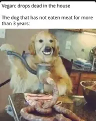 Vegan Dog.webp