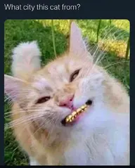 Grillz.webp