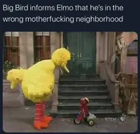 BigBird.webp