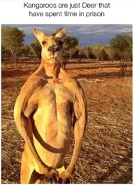 Roo.webp