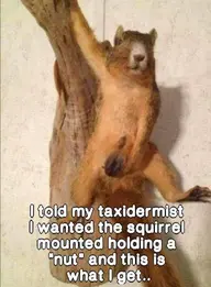 Squirrel nut.webp