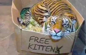 Free Kitty.webp