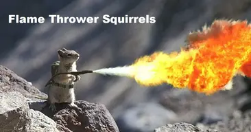 flamethrower-squirrels-us-1024x538.webp