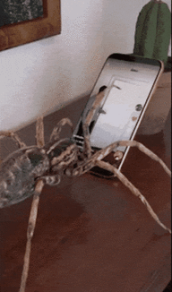 Zee_Spider.gif Zee_Spider.gif