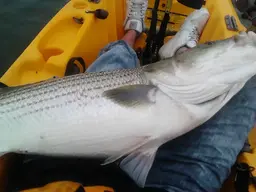 Port Jeff 38''        7-3-14.webp