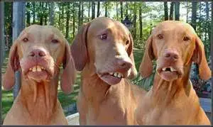 thumbnail pilot rock hound dogs.webp