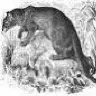 fossa