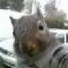 Mr.Squirrel