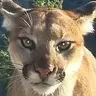 CougarKiller