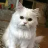Lovelyvideo