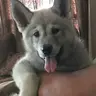Wolfdog