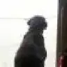 rhinowarrior