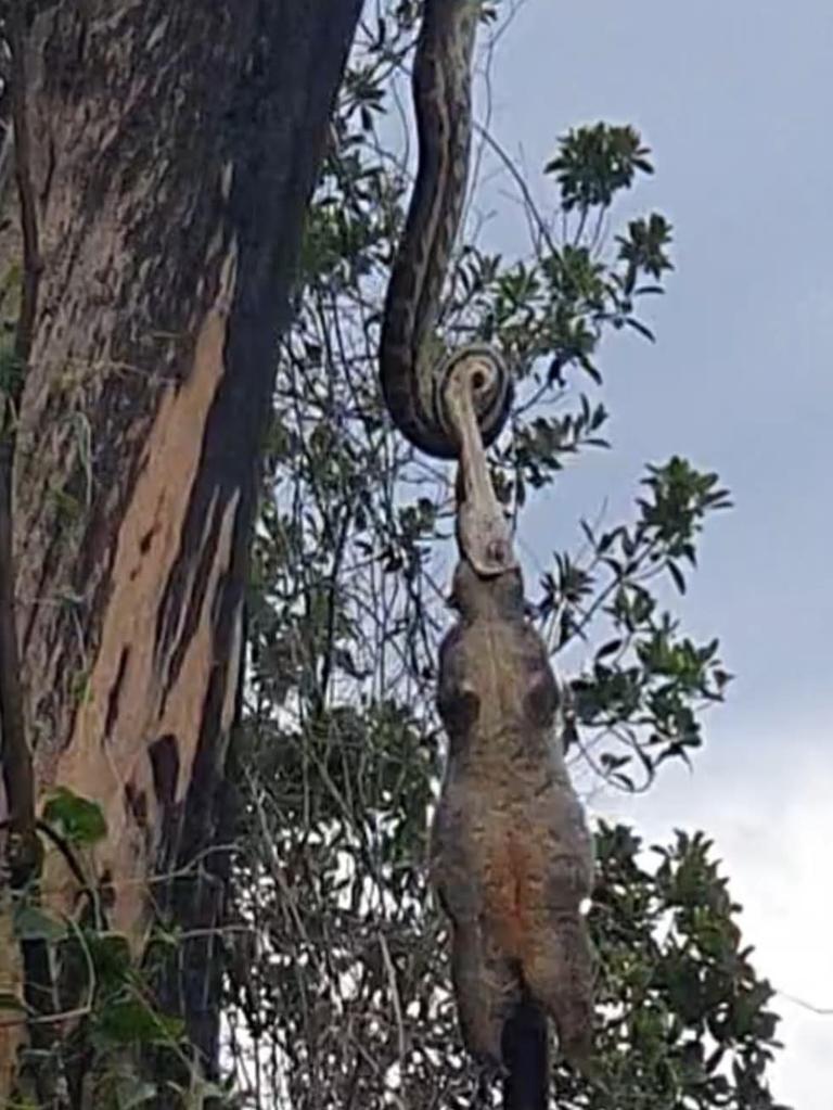 Gladstone Region resident Justin Western captured the terrifying moment a carpet snake devoured a 'kangaroo-sized' possum in Bulburin National Park.